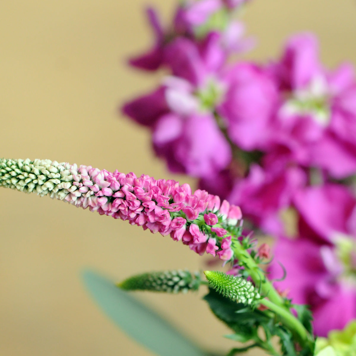 close up of a veronica bloom