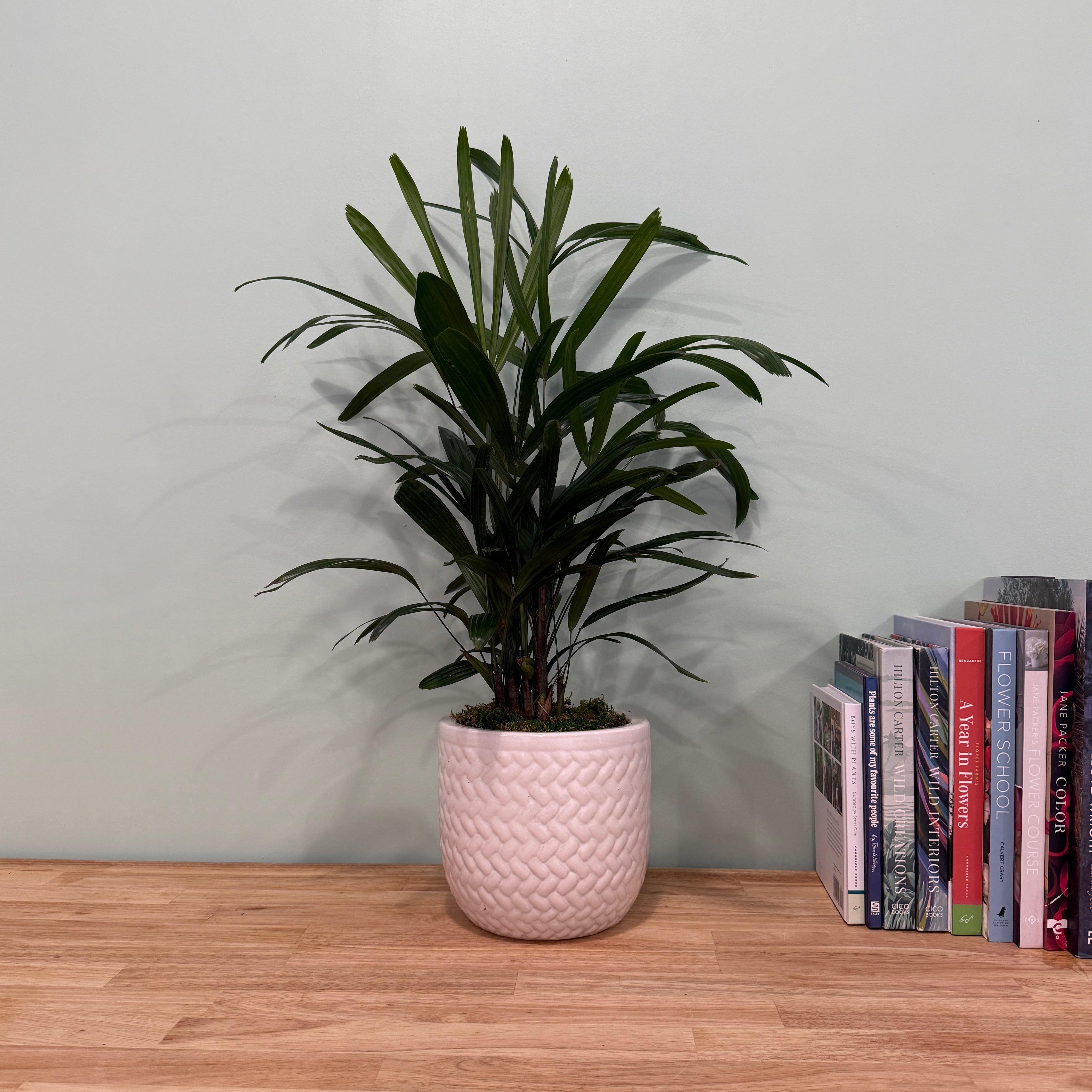 Potted plant on a wooden surface with books in the background