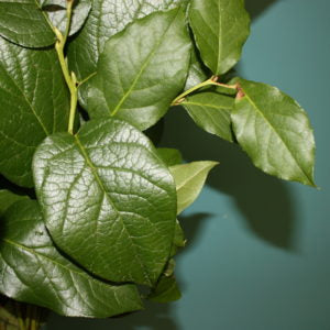 Close-up of green Salal leaves on a dark green background