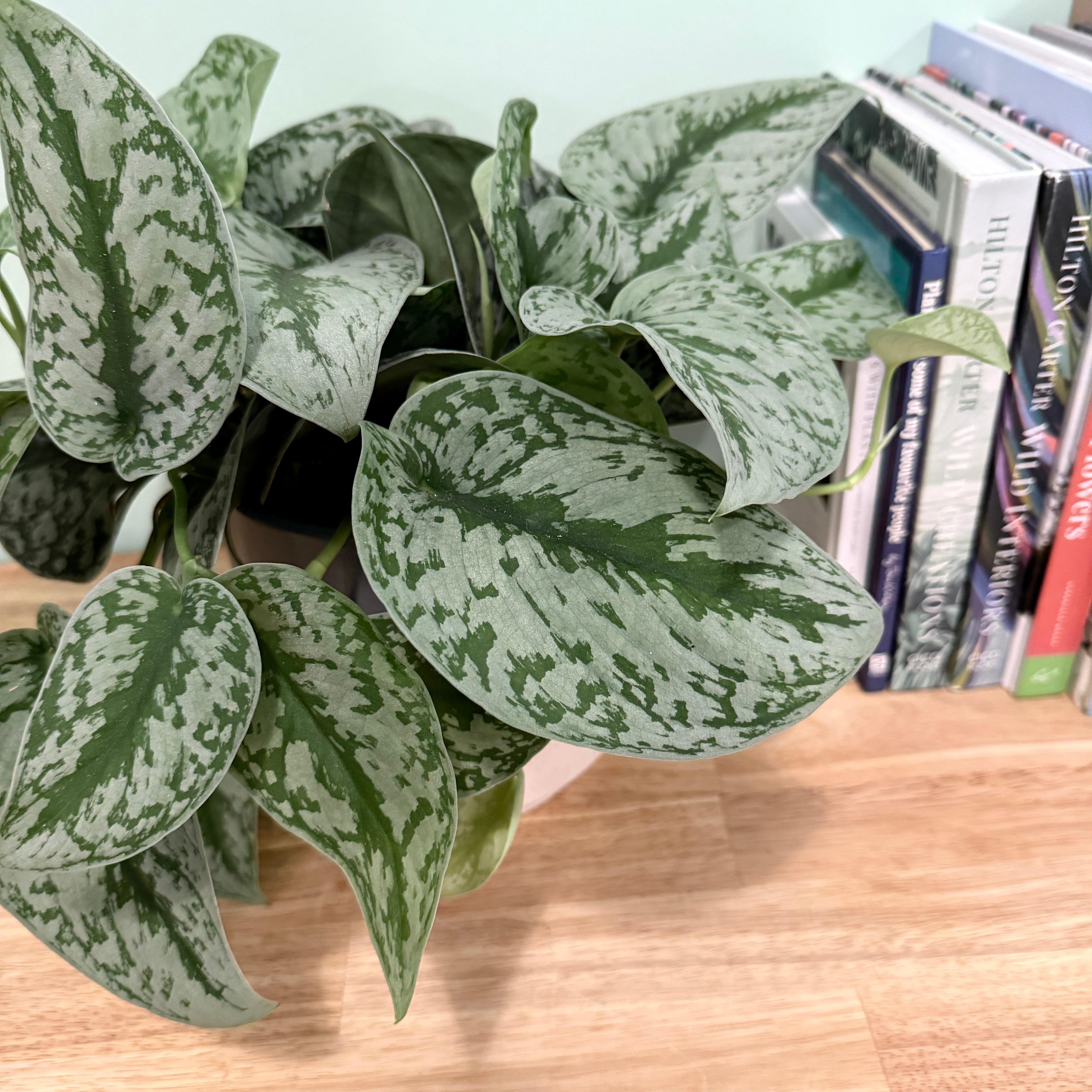 Green and white polka dot plant on a wooden surface with books in the background