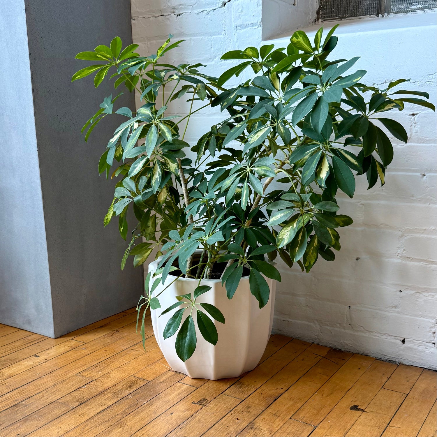 A green Schefflera plant in a white faceted ceramic pot, placed on a wooden floor against a white brick wall and a gray column.