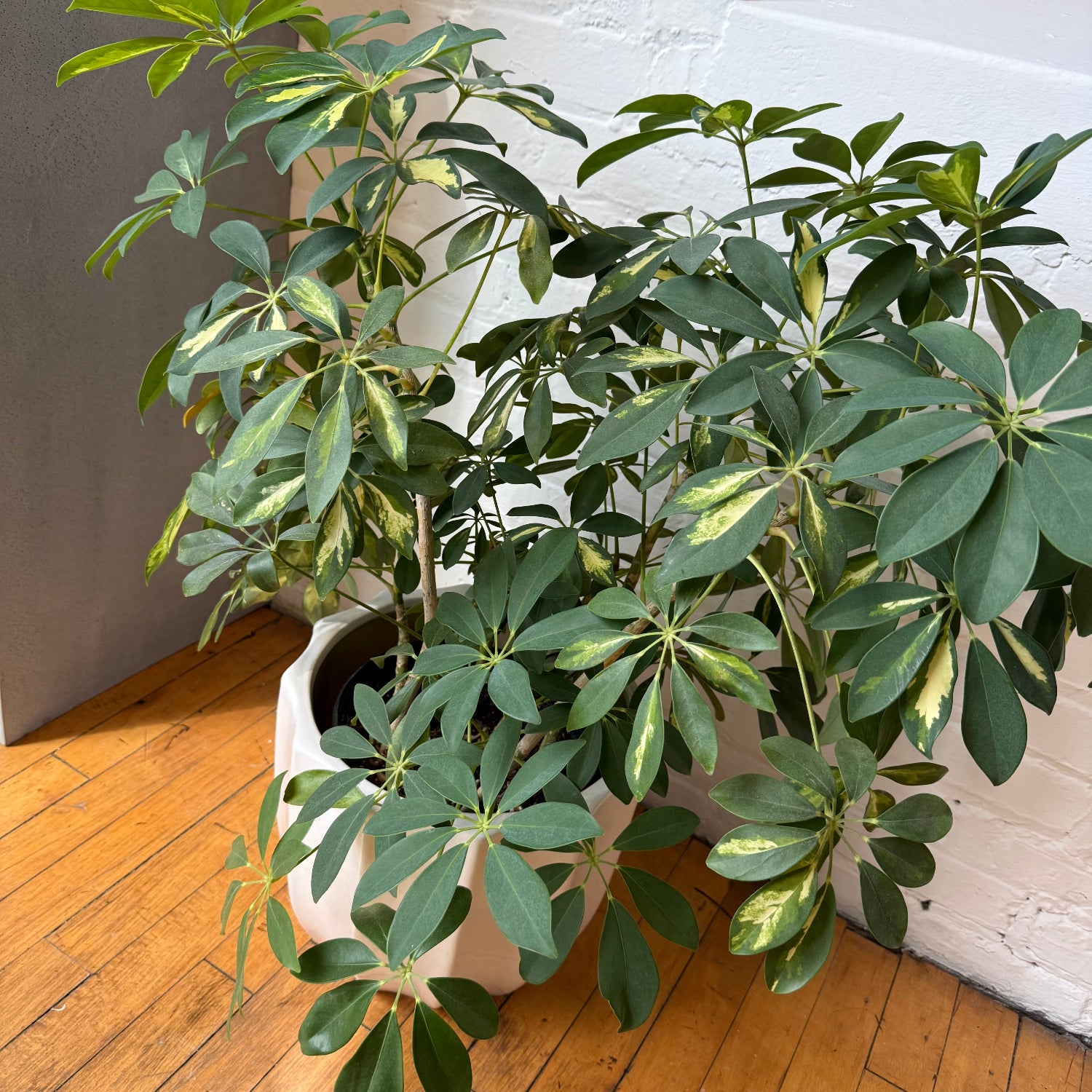 A potted Schefflera plant with green and variegated leaves, housed in a white ceramic pot on a wooden floor against a white brick wall.