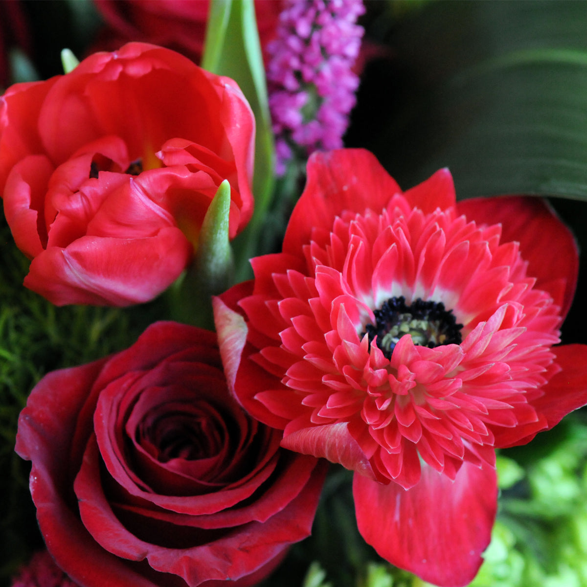 Close-up of red flowers including tulips and roses with a blurred background