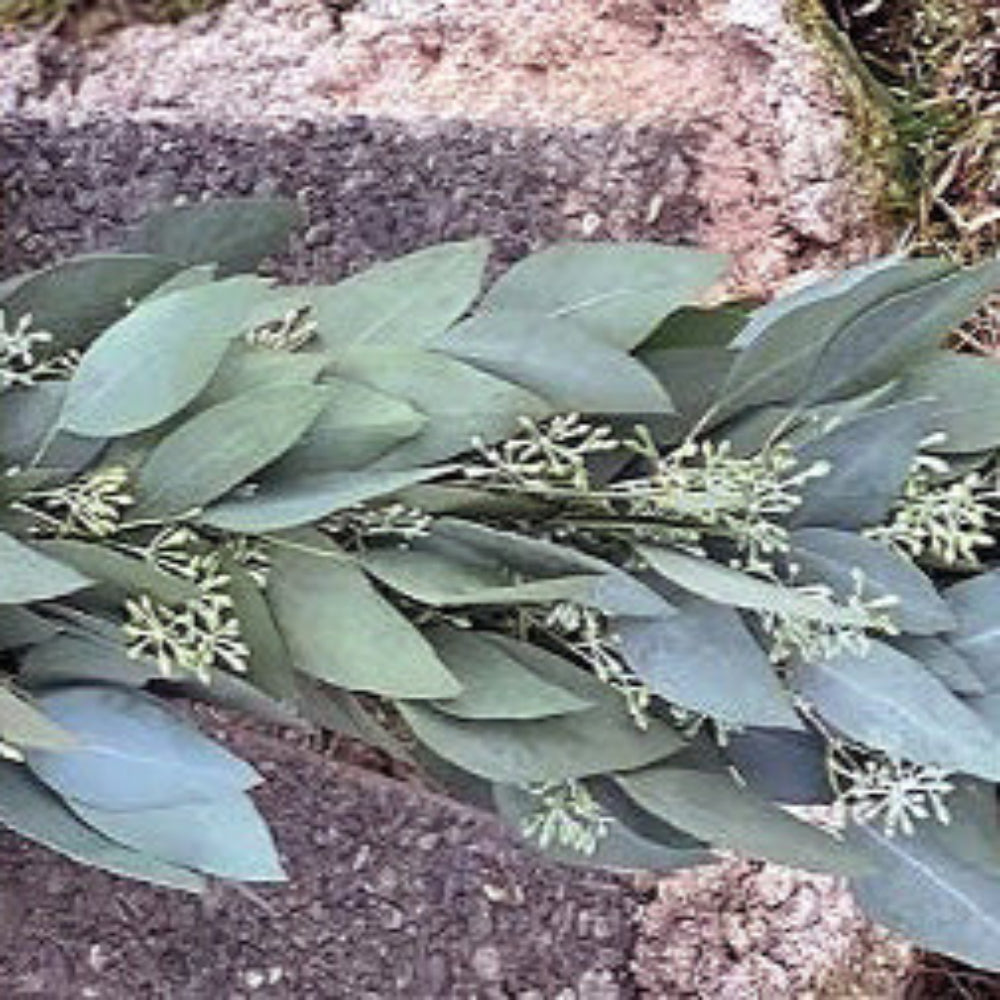 Green leaves on a stone surface