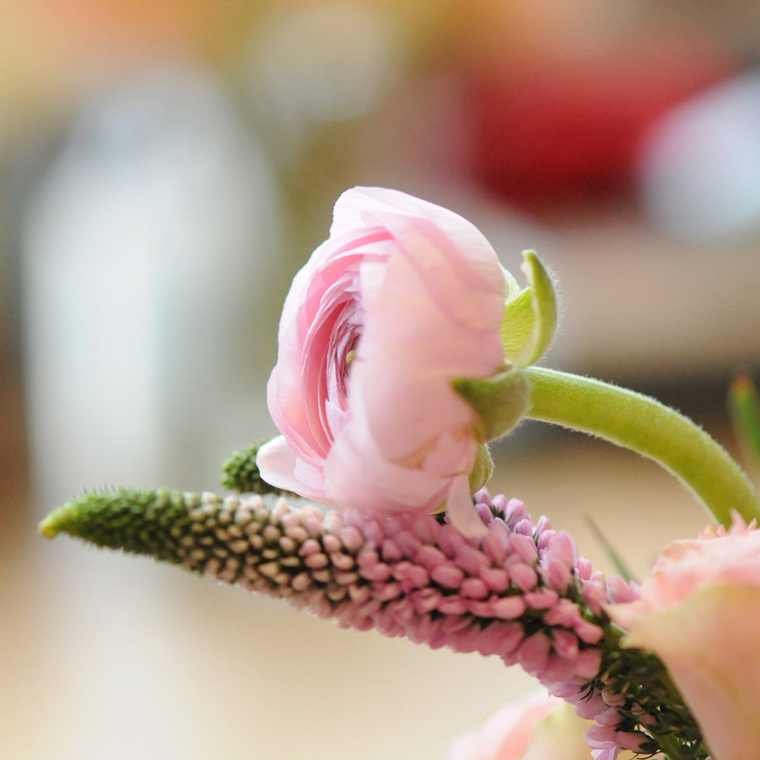 Close up photo of pink Ranunculus and Veronica 