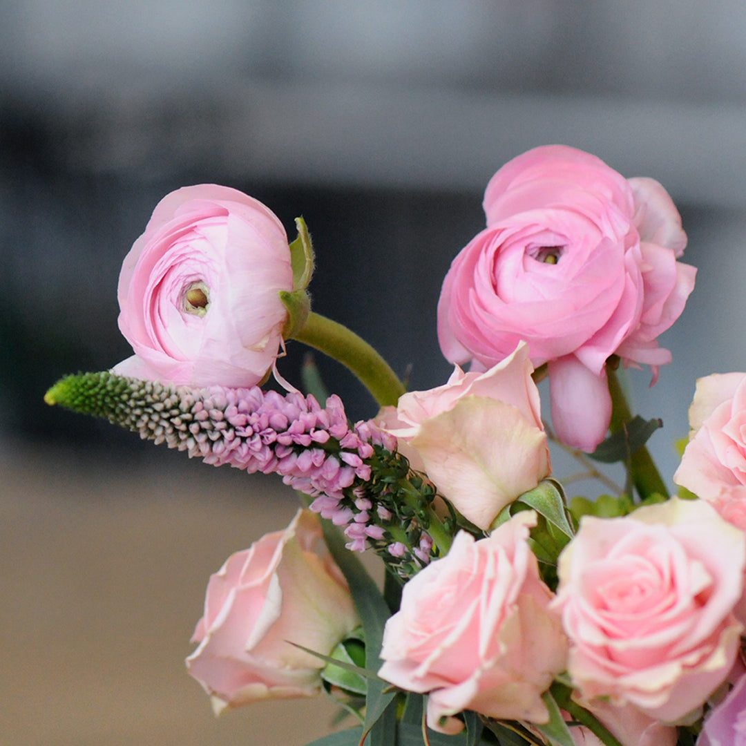 Pink Ranunculus flowers 