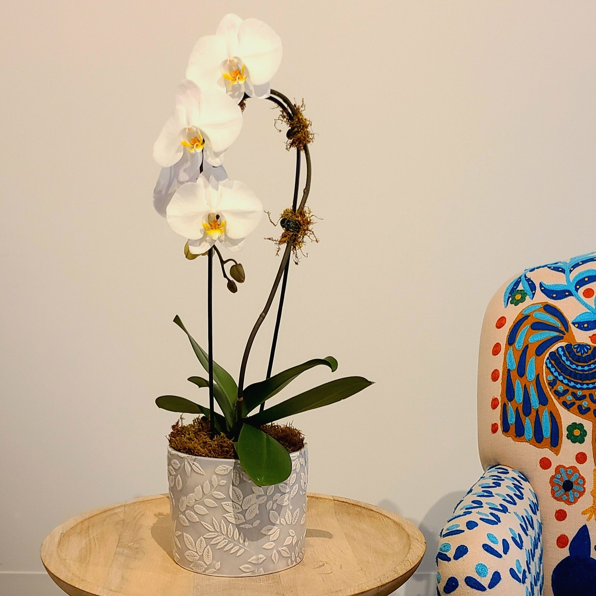 Waterfall Phalaenopsis Orchid