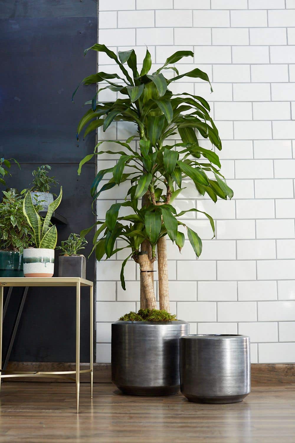 Large Indoor Plant Pots & Ceramic Planters