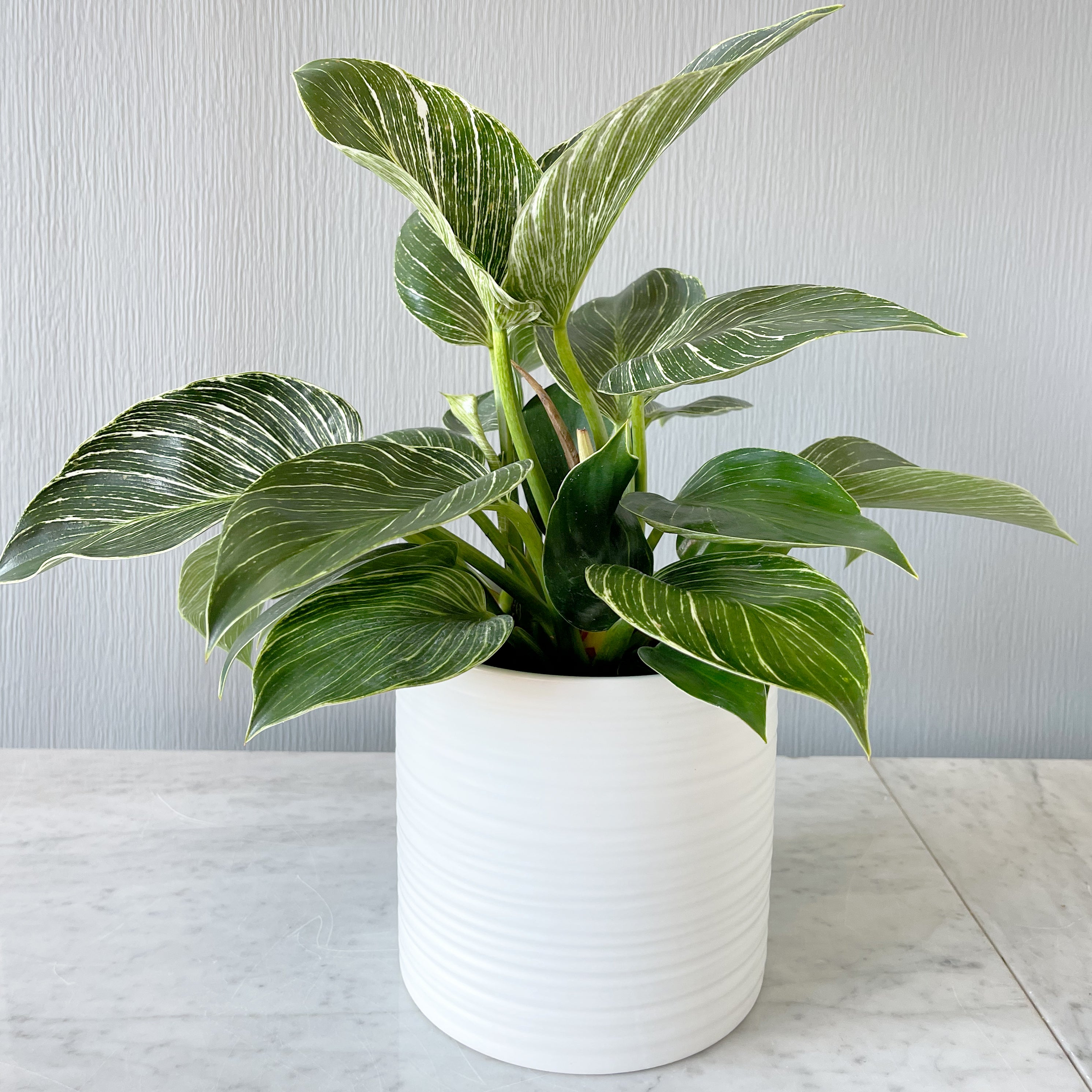 Image of Philodendron Birkin with green leaves and white vein detail in a white Everest ceramic pot on a shelf