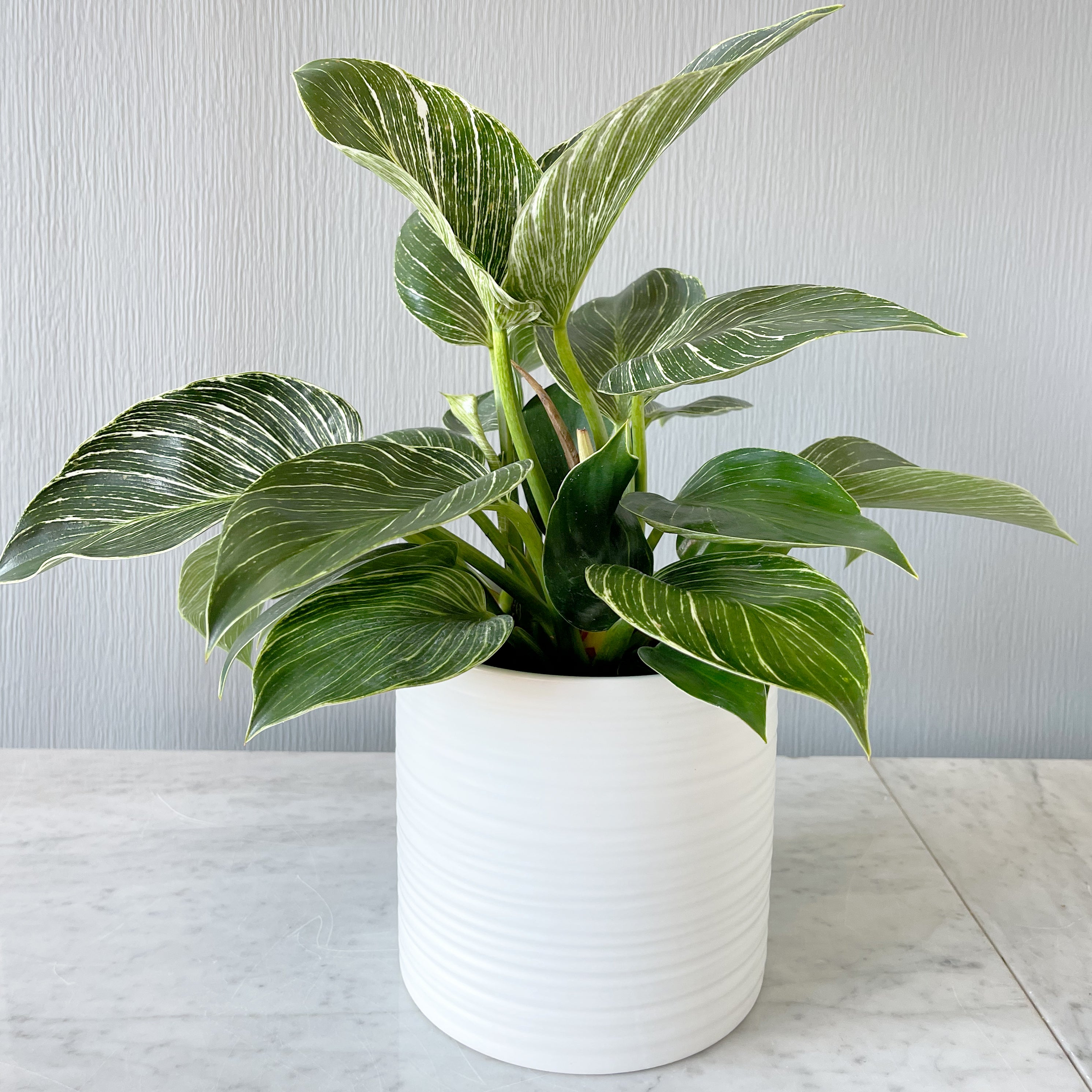 Image of Philodendron Birkin with green leaves and white vein detail in a white Everest ceramic pot  on a shelf
