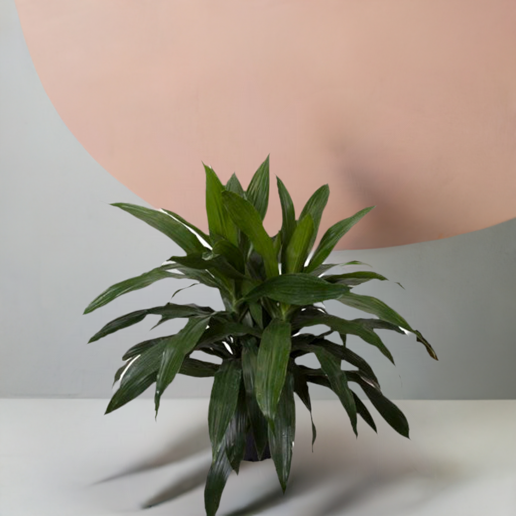 Dracaena - 'Janet Craig '