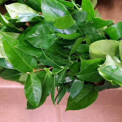 Close-up of a green leafy garland with a blurred background