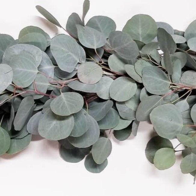 Green eucalyptus leaves on a white background