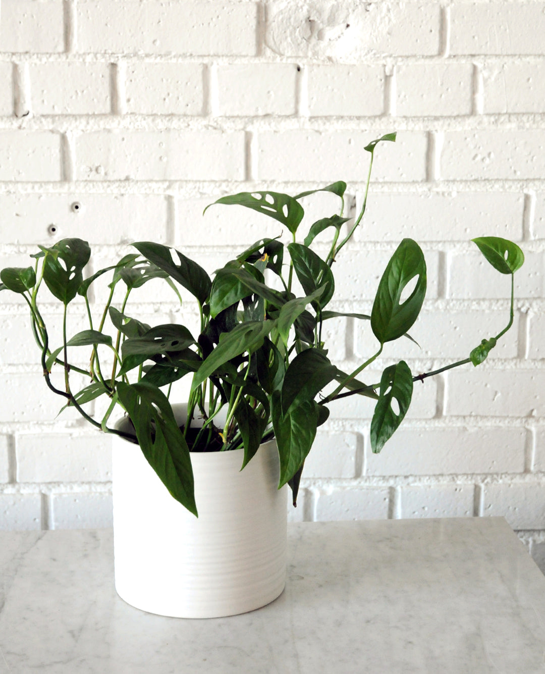 Monstera (adansonii) - Swiss Cheese