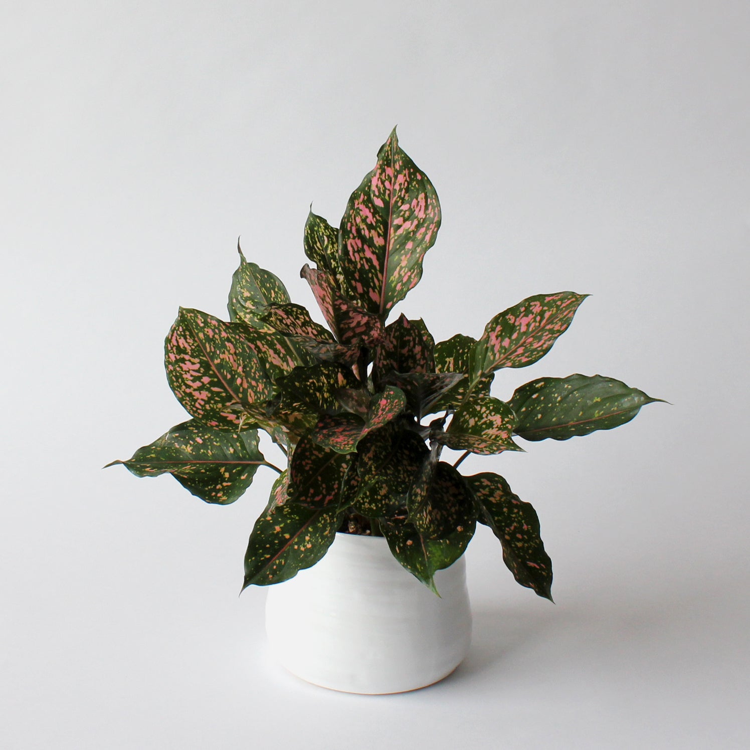 Aglaonema - Pink Collectors Varieties