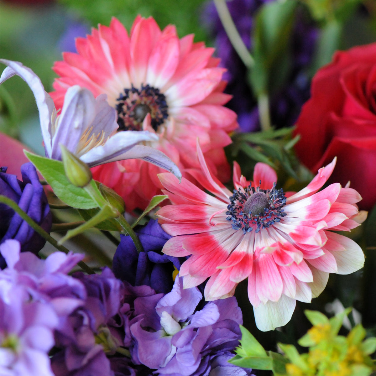 Close up photo of Fullstar Anemone