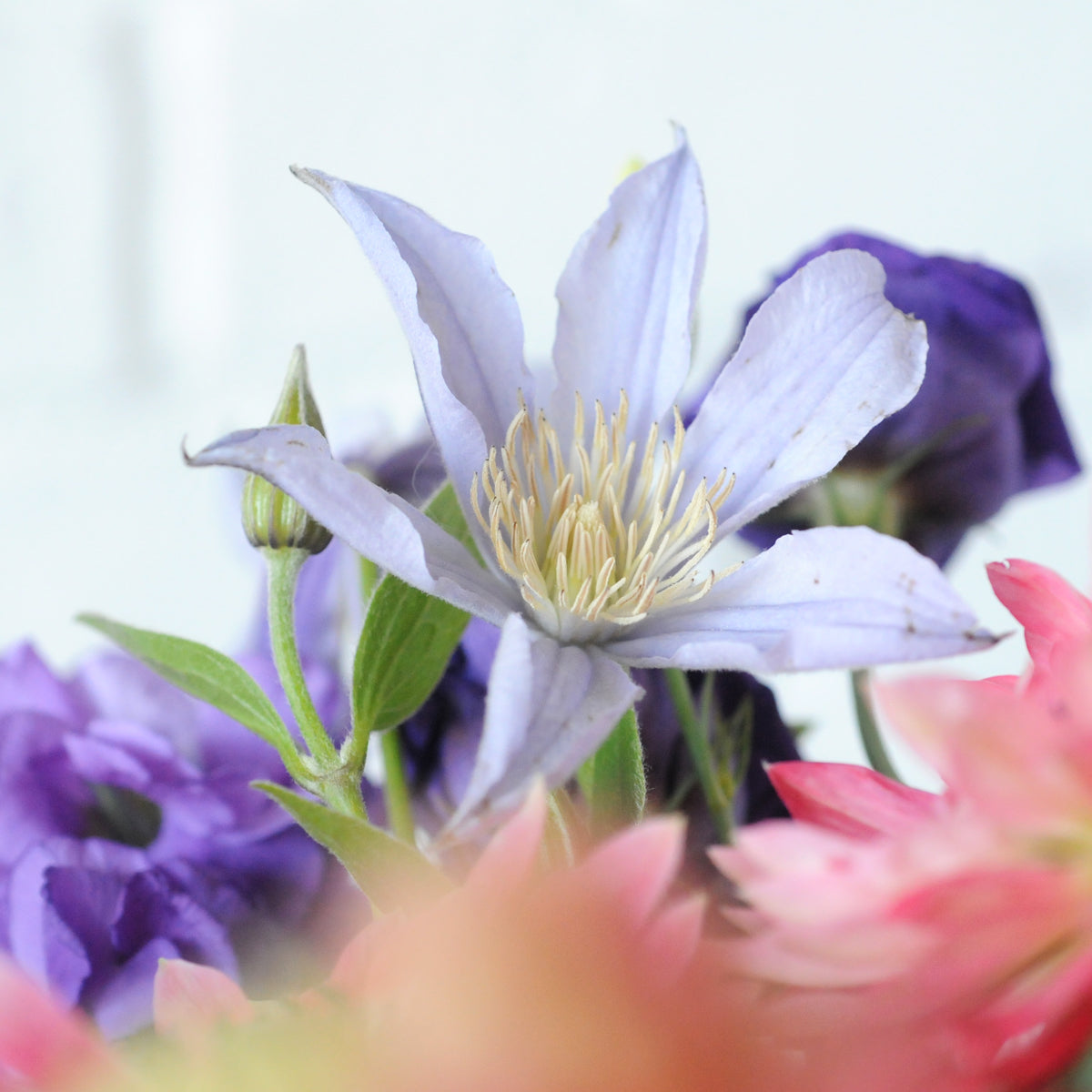 Close up of Clematis Flower 