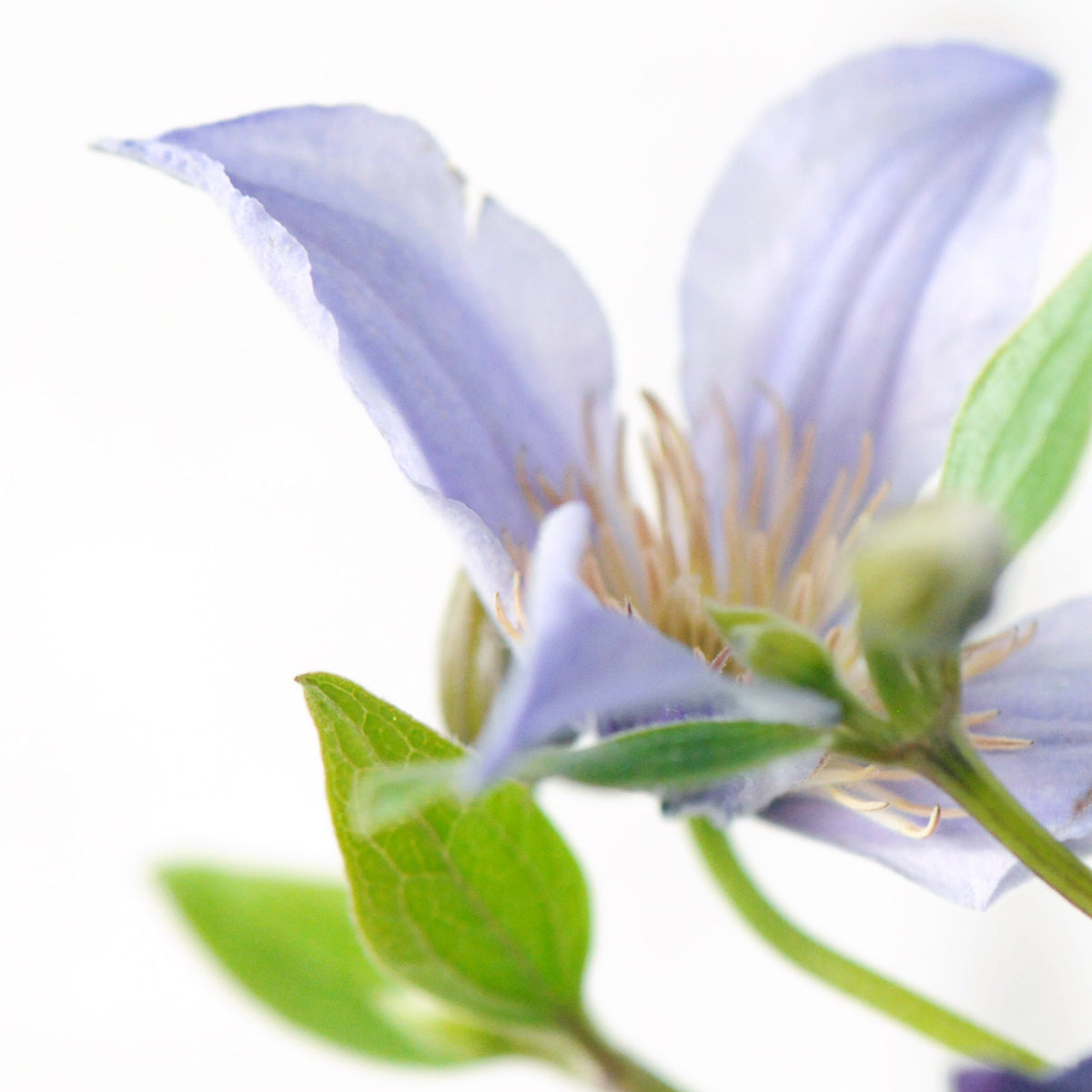 Clematis Flower in detail 