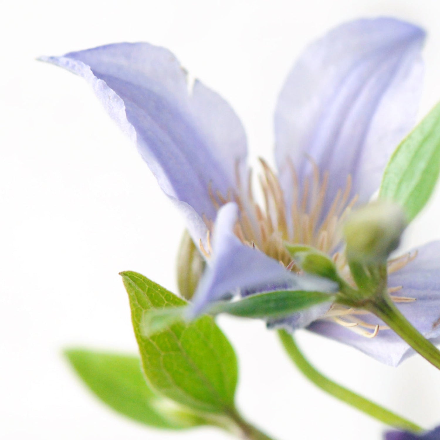 Clematis Flower in detail