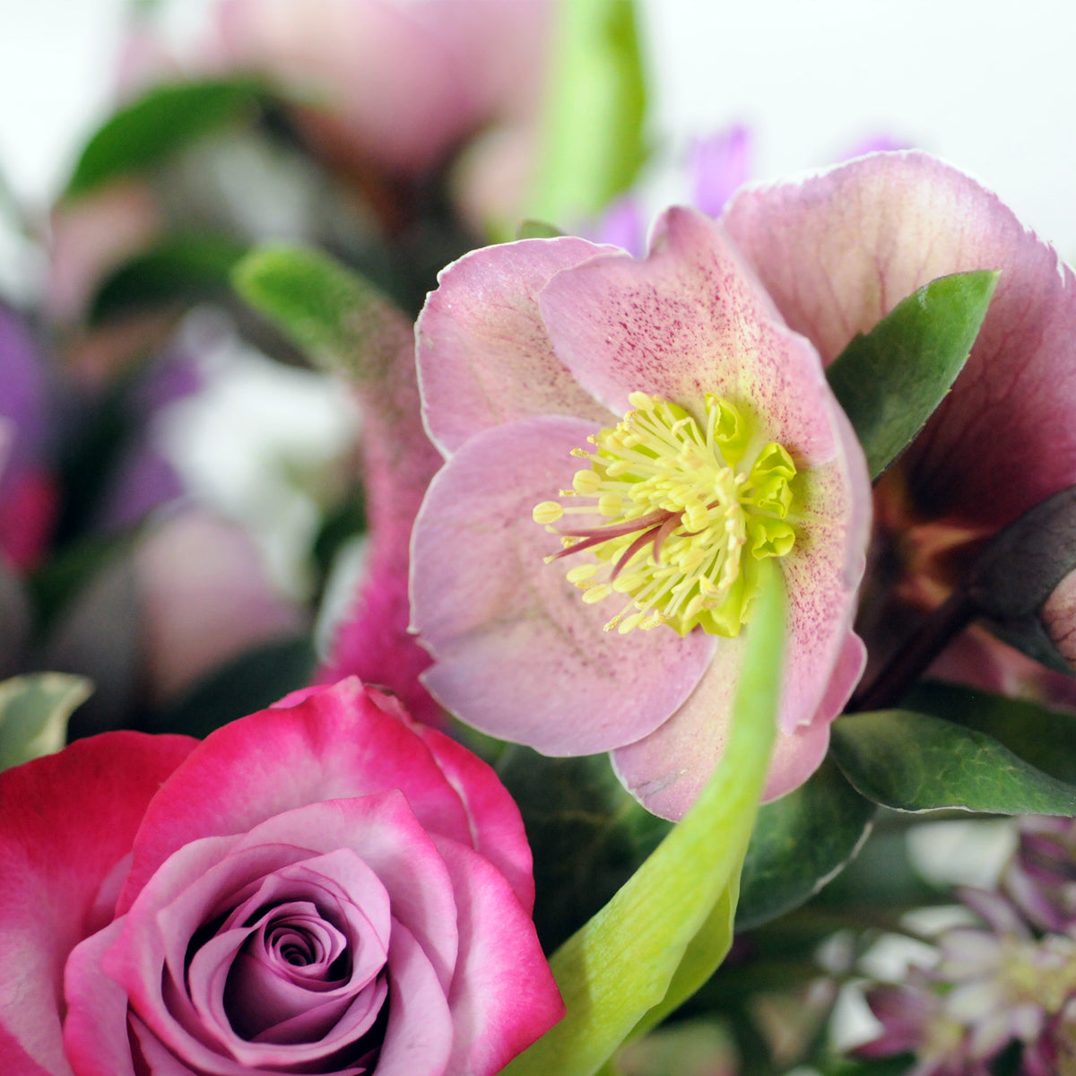 Delicate pink Hellebore blooms a spring must have