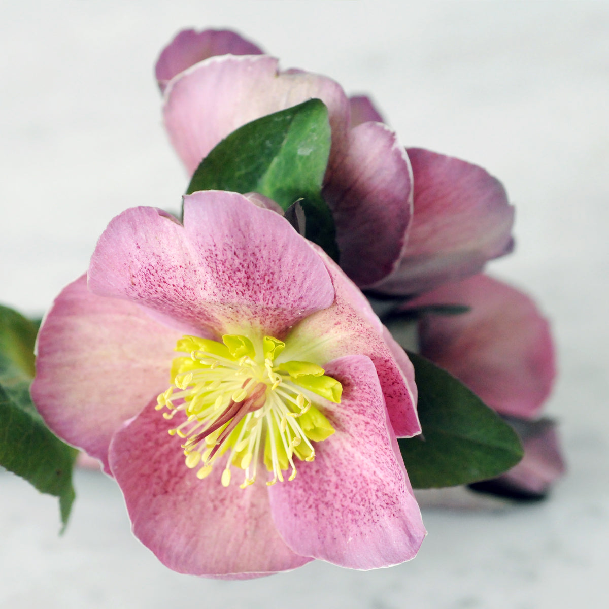 Helebore a feature flower in Spruce Flowers Audubon floral arrangement