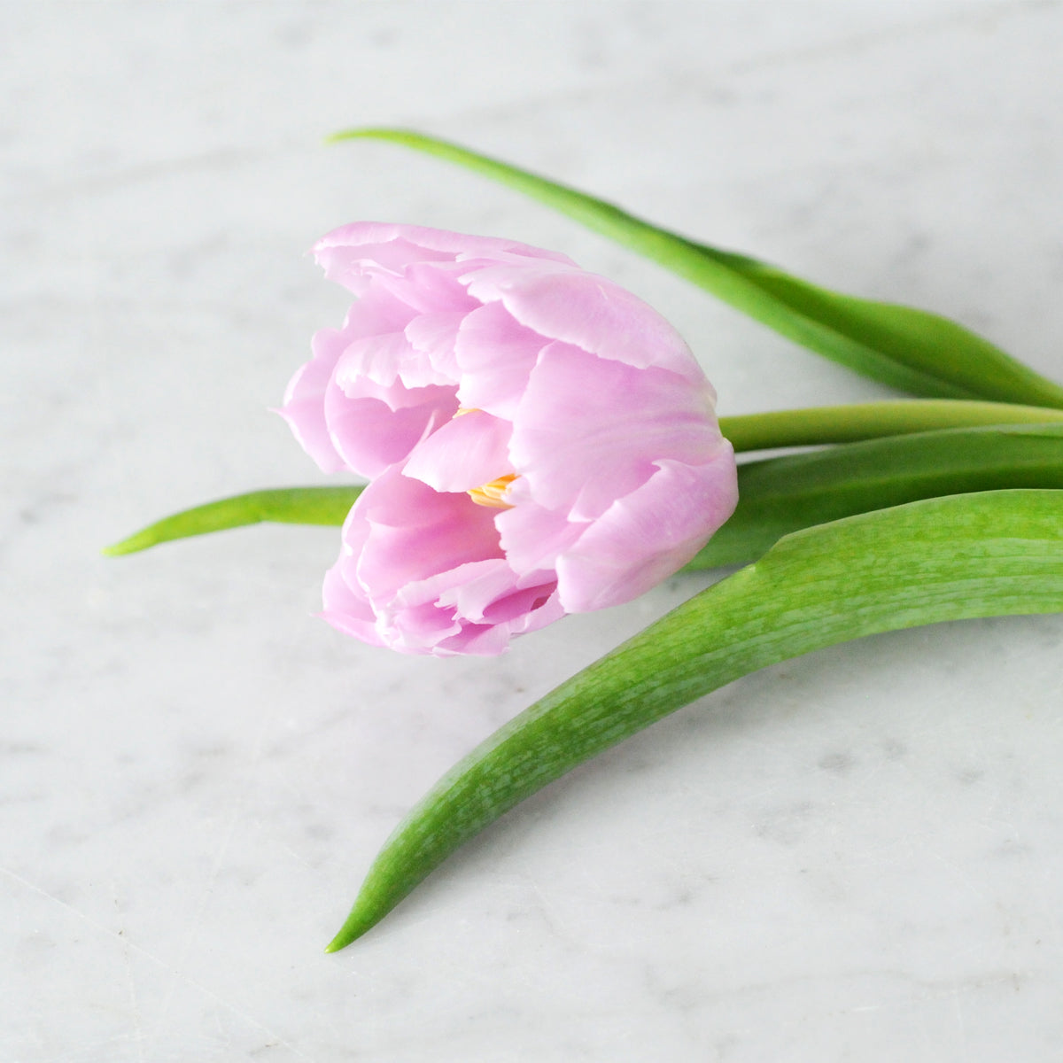 Spruce Flowers detail of typical double Tulips used in our Audubon Arrangement A Spring floral celebration in purple with Hyacinth, Tulips and Roses created to celebrate 2023 International Women's Day on March 8th. Spruce will donate $15 from each arrangement to the Women's Foundation of Minnesota .