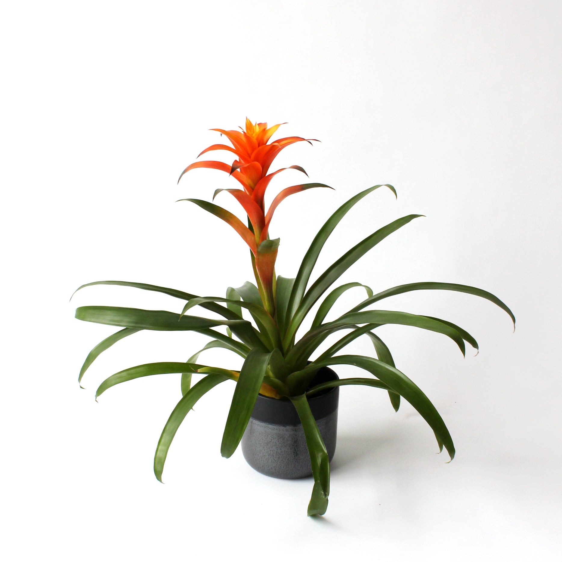 Guzmania