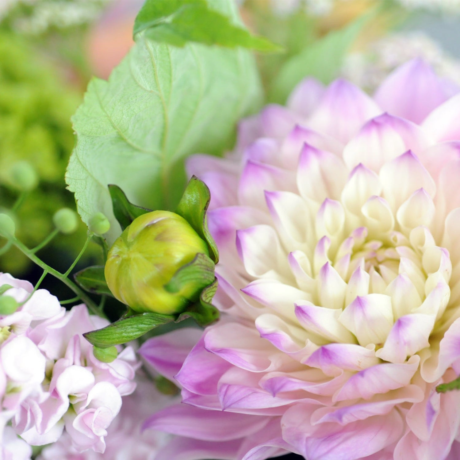 Dahlia flower featuring close up detail photo of delicate petals and a dahlia bud.