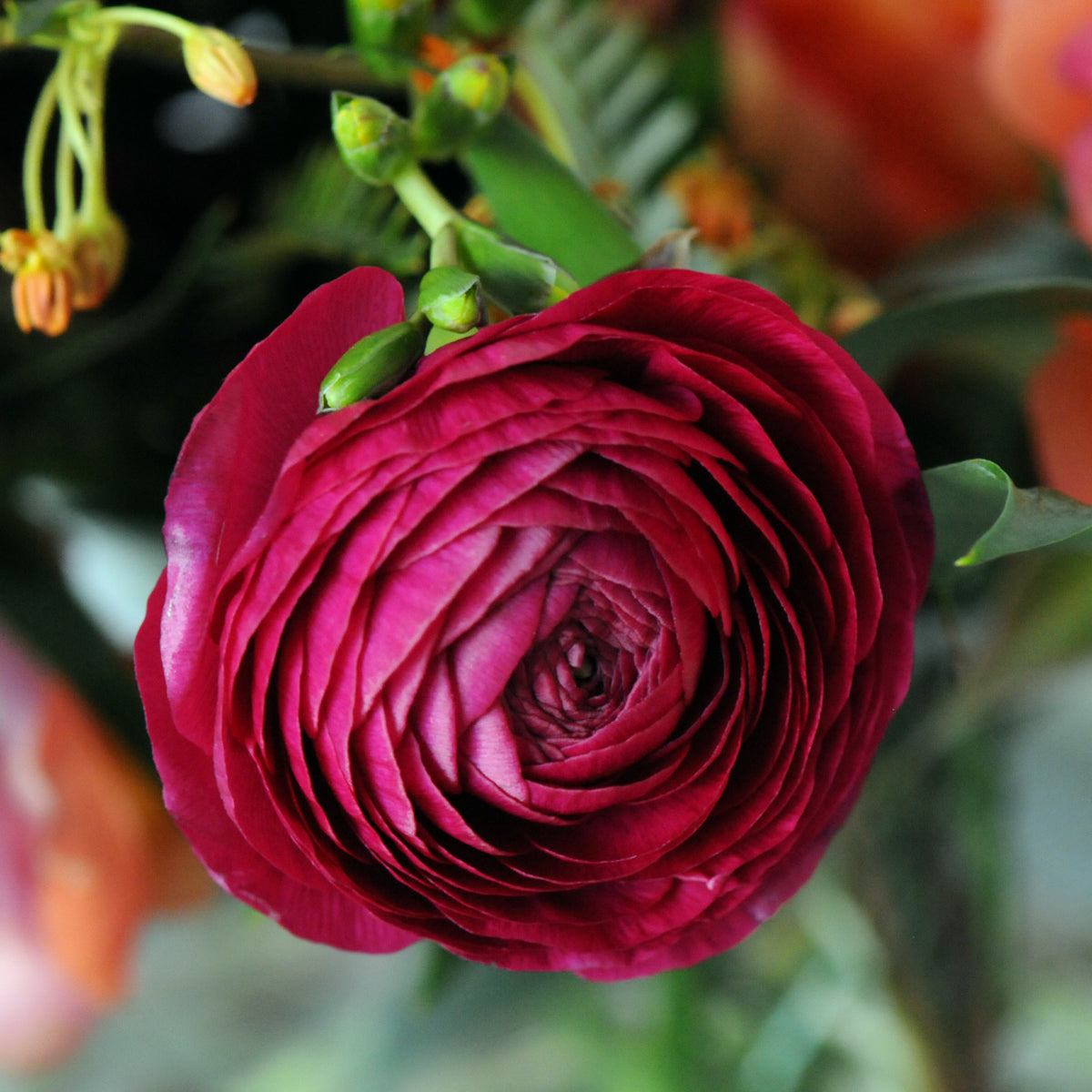 Close up of burgundy Ranunculus which can appear in Spruce Flowers Creative Directors