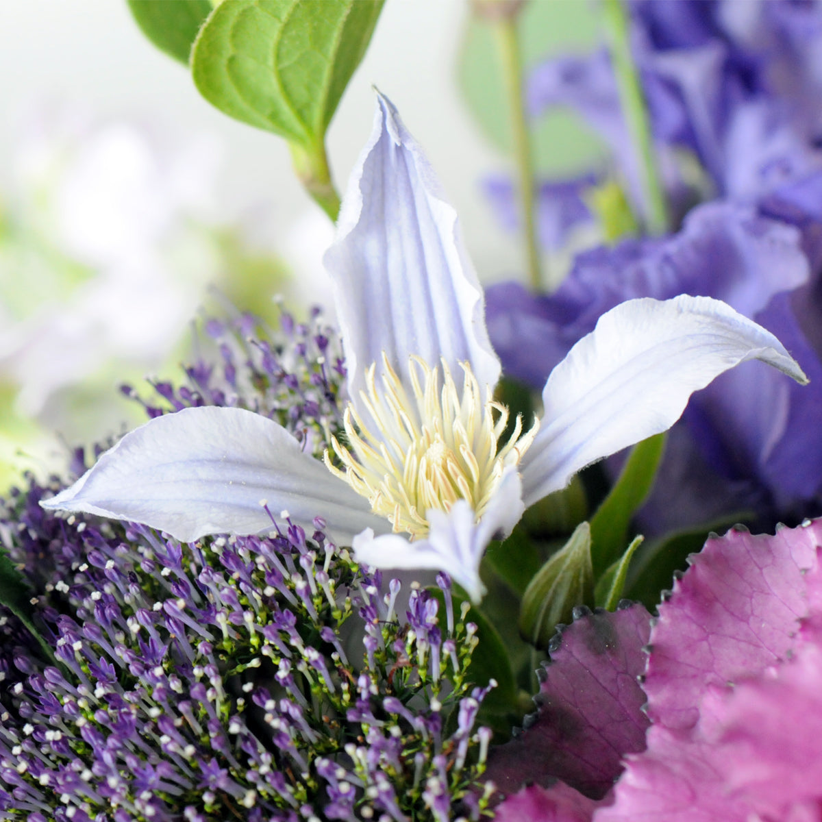 Detailed image of a Clematis Star River bloom which appear in Spruce Flowers creative Director arrangements