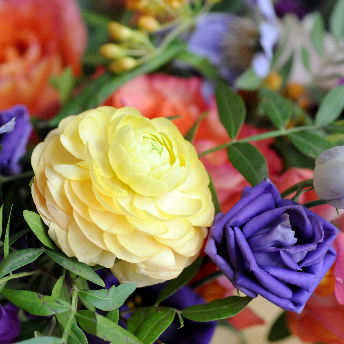 The unfolding of Ranunculus never ceases to be memorizing! Avaiable in Spruce Flowers Channing arrangement for delivery in the Twin cities metro from White Bear Lake over to Osseo, from Brookyn Park down to Mendota Heights.