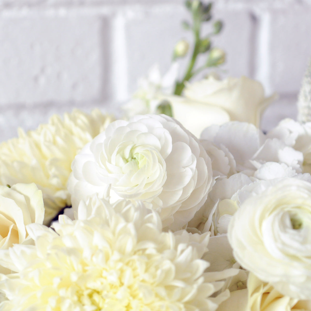 close up detail of White Ranunculus blooms