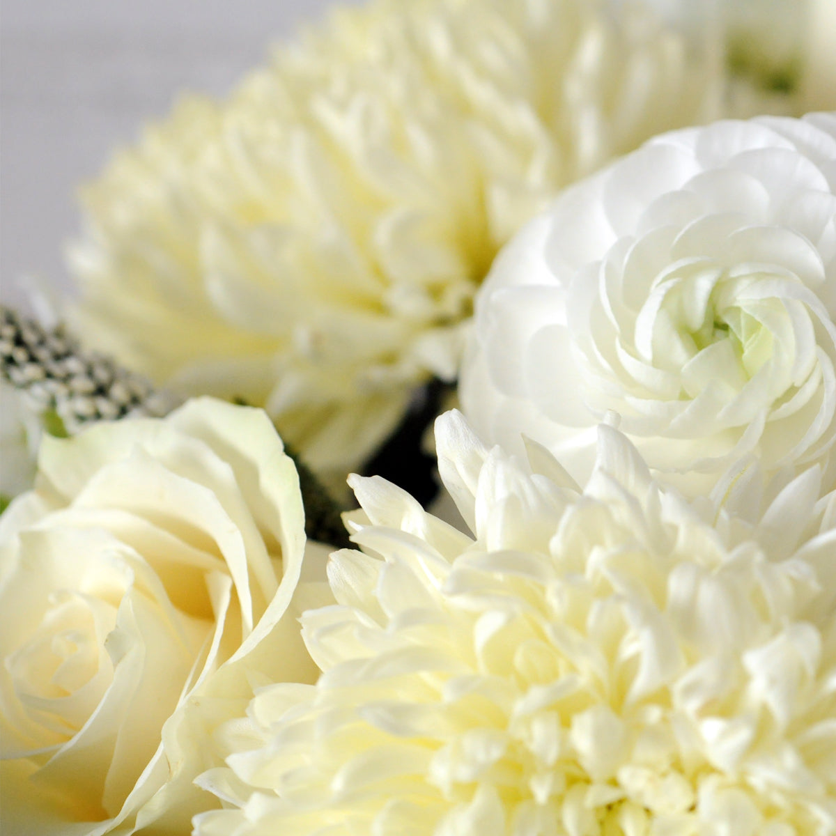 detailed view of Ranunculus