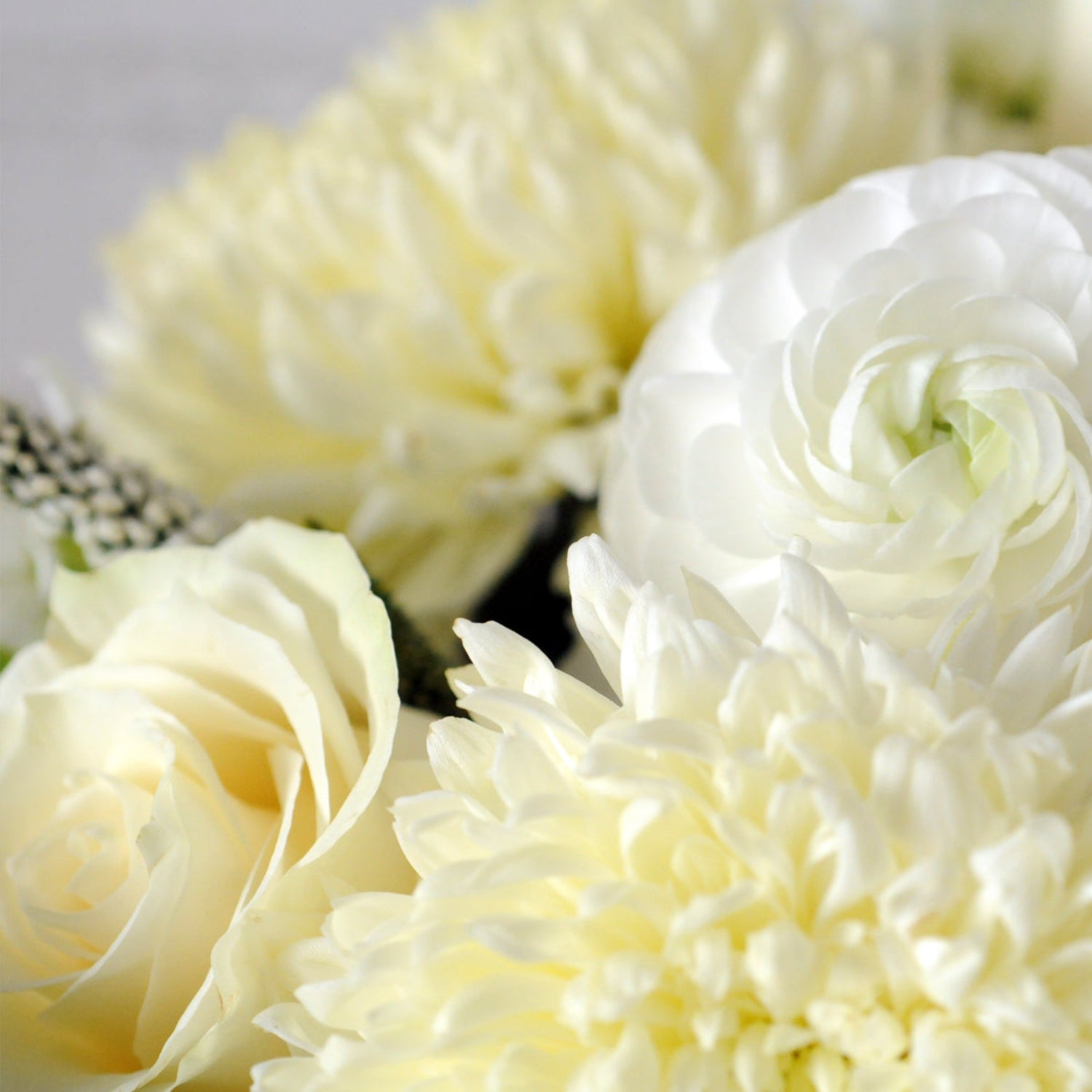 Detailed view of Ranunculus