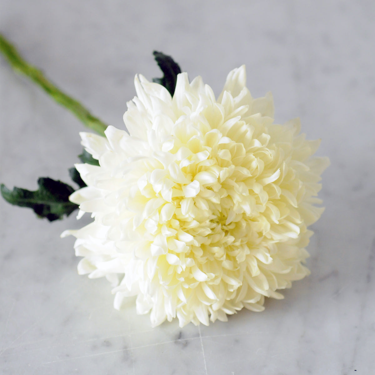 Single stem Super Magnum Chrysanthemum in white