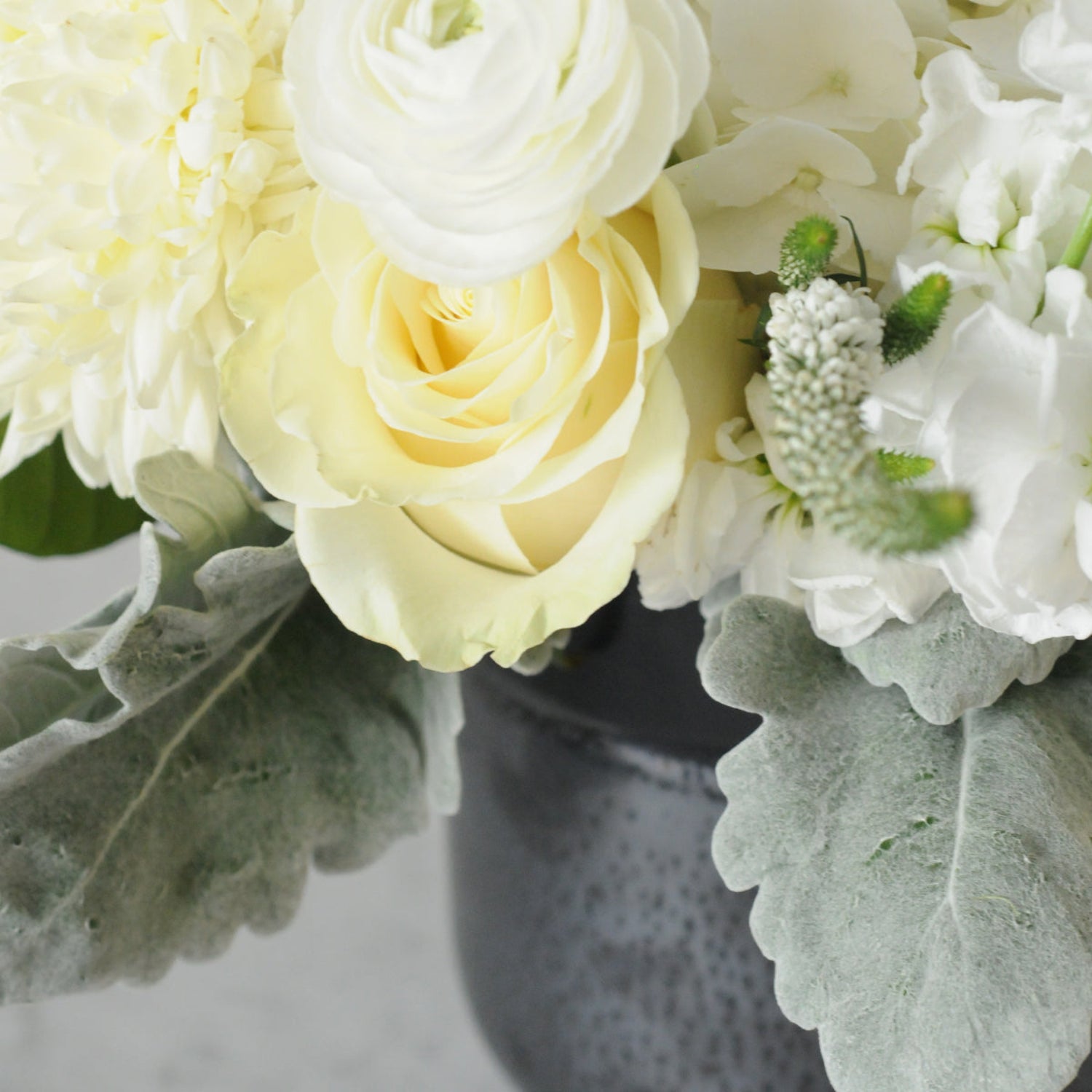 Close up detail of white mondial rose and dusty miller