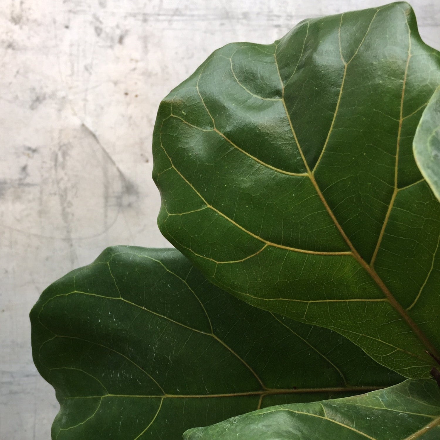 Close Up of Ficus Lyrata leaf