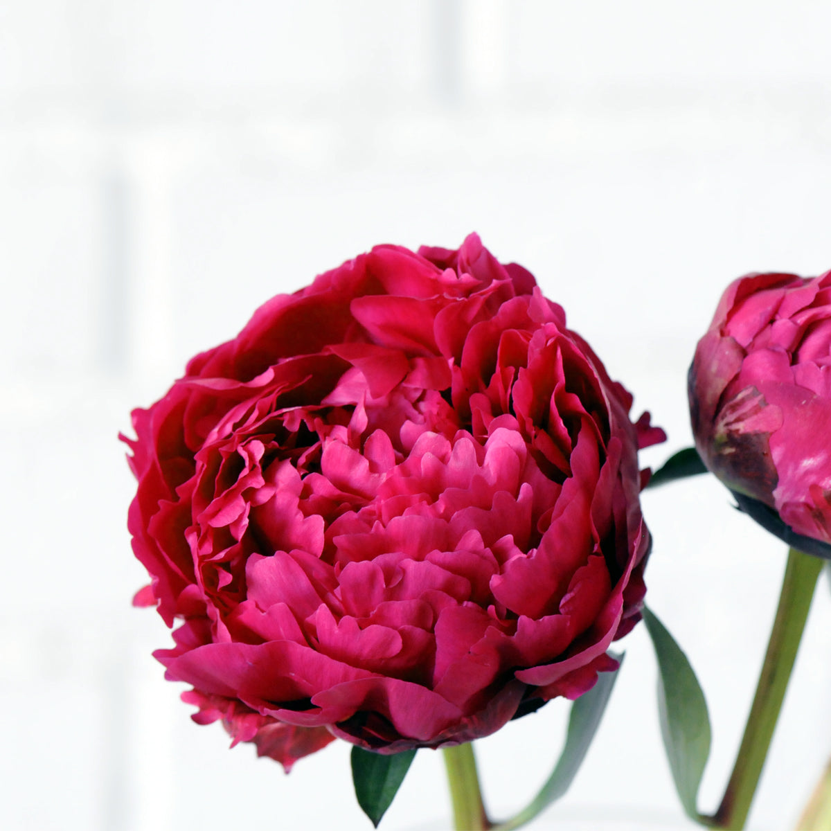 Red peony bloom