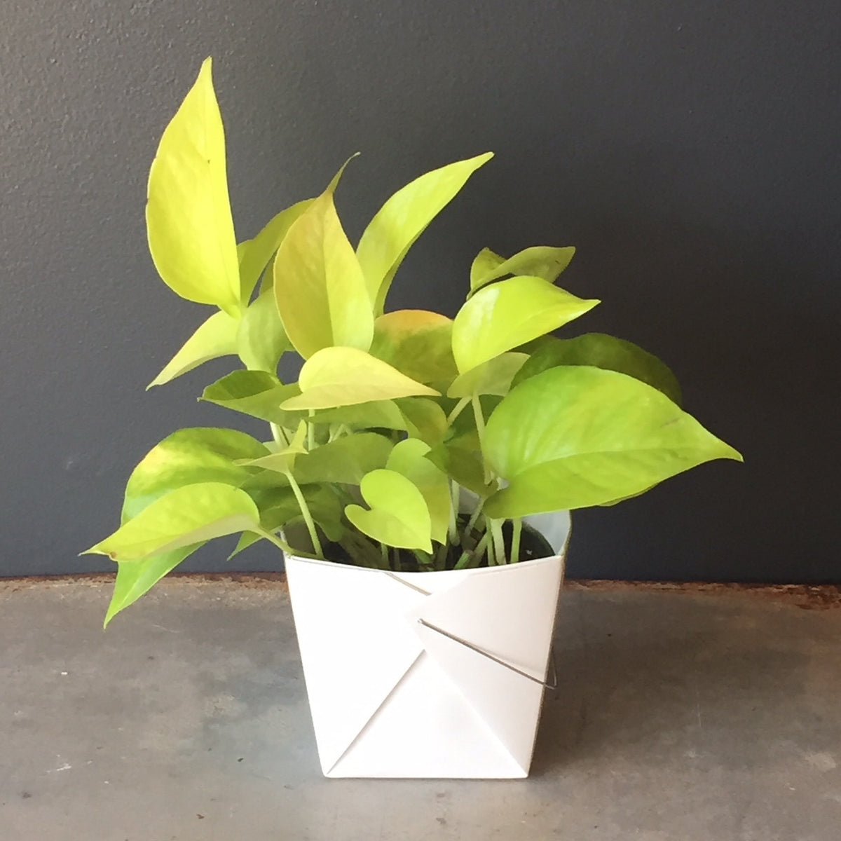difference between neon pothos and neon philodendron Pothos