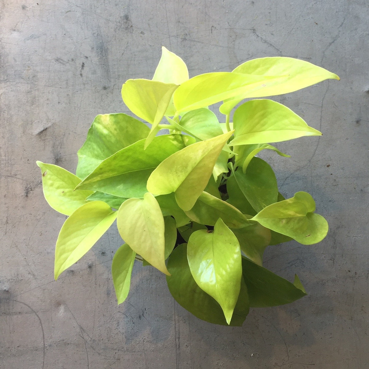 pothos lime Pothos