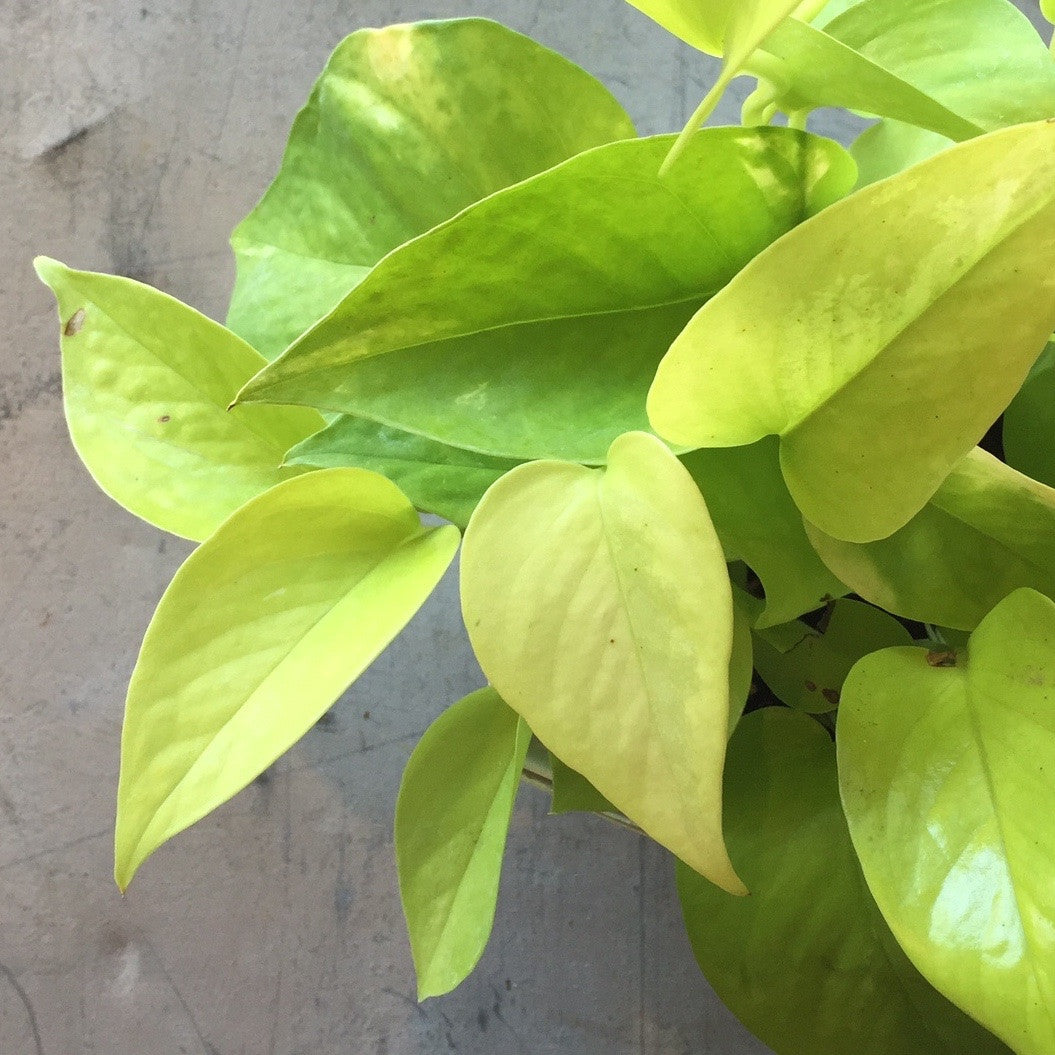 Pothos - Neon