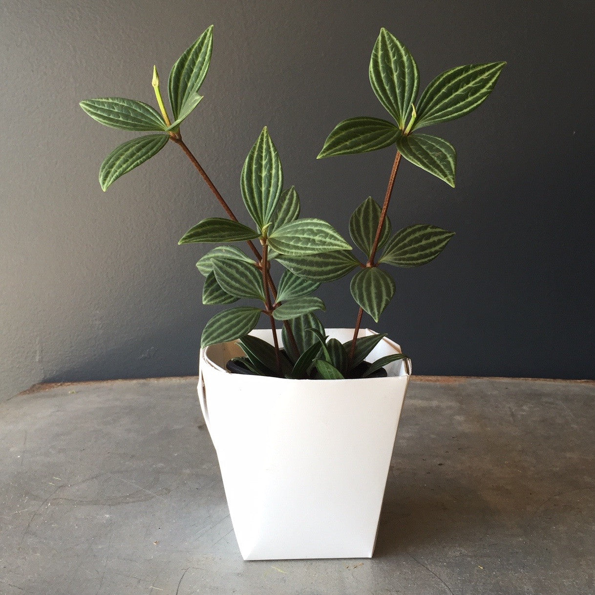 Peperomia Puteolata