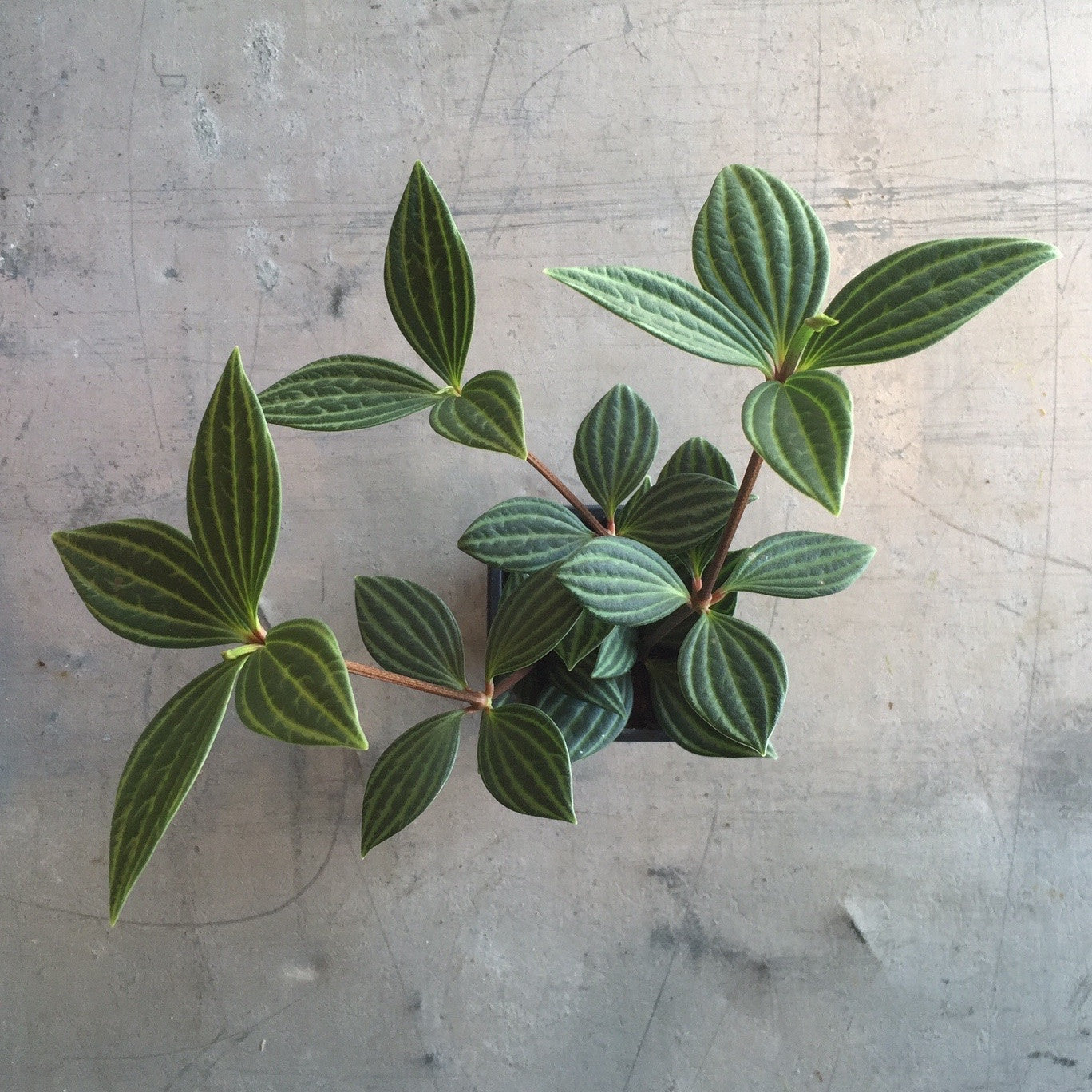 Peperomia Puteolata