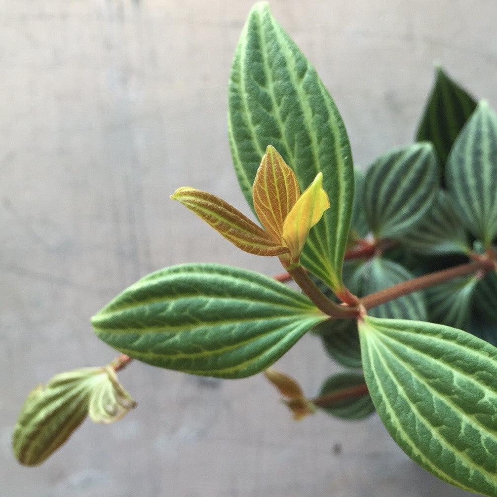 Peperomia Puteolata