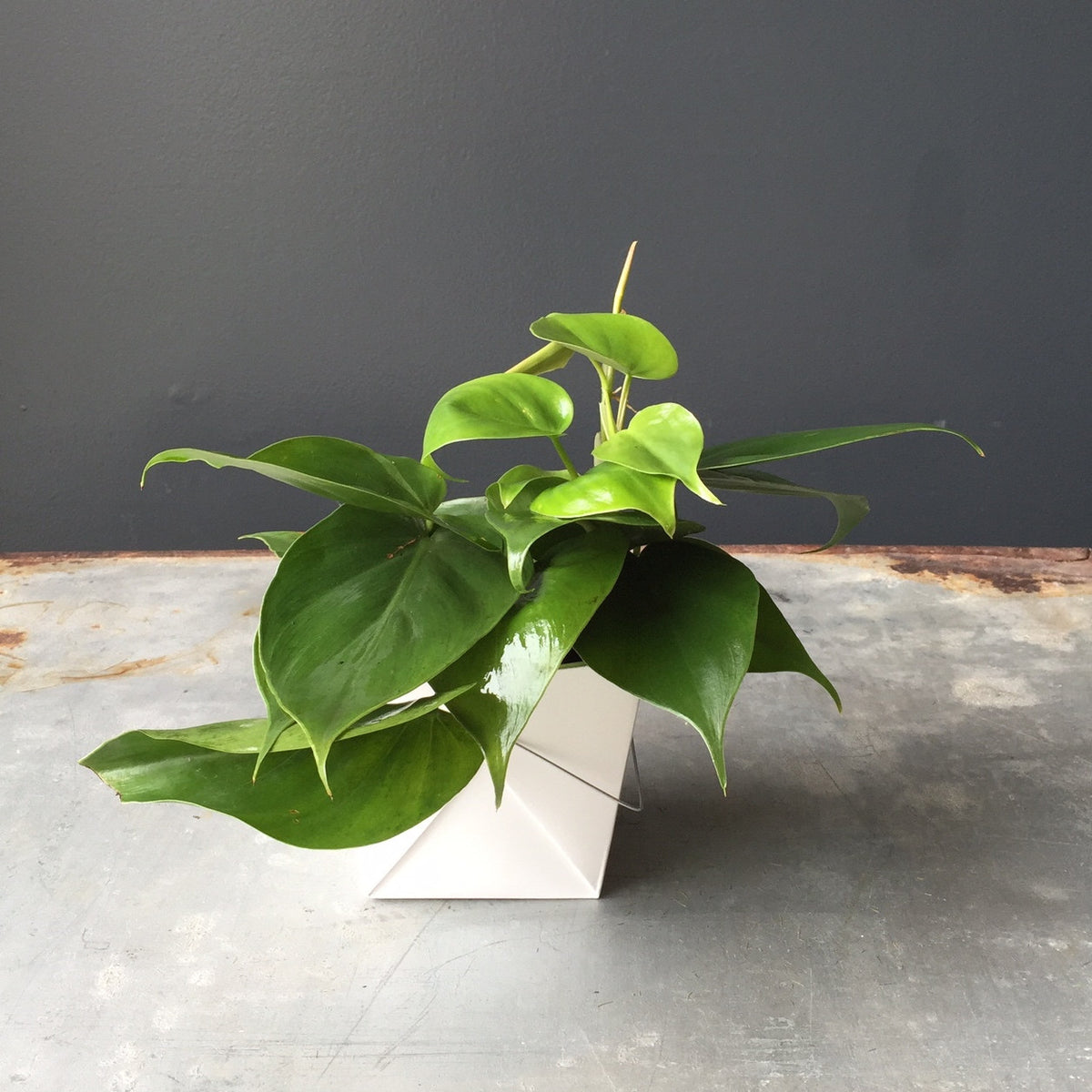 green heart philodendron Buy Philodendron Green