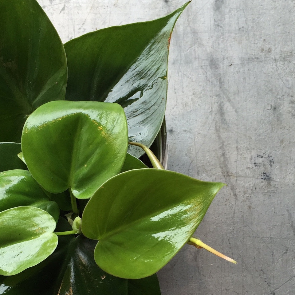 green heartleaf philodendron Buy Philodendron Green