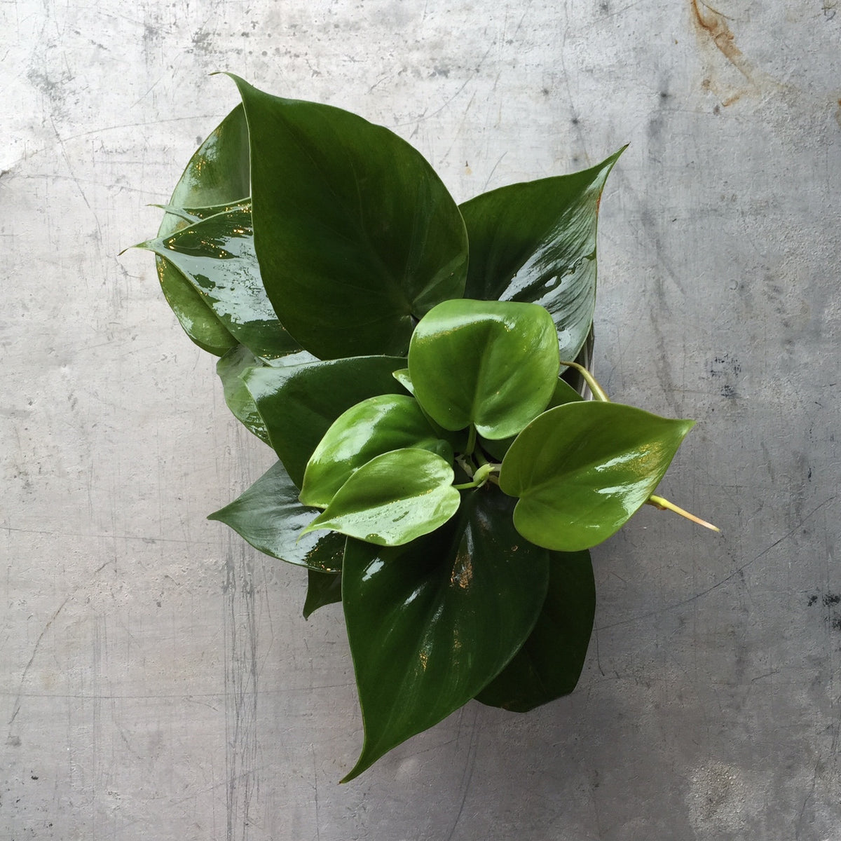 philodendron heartleaf pothos Buy Philodendron Green