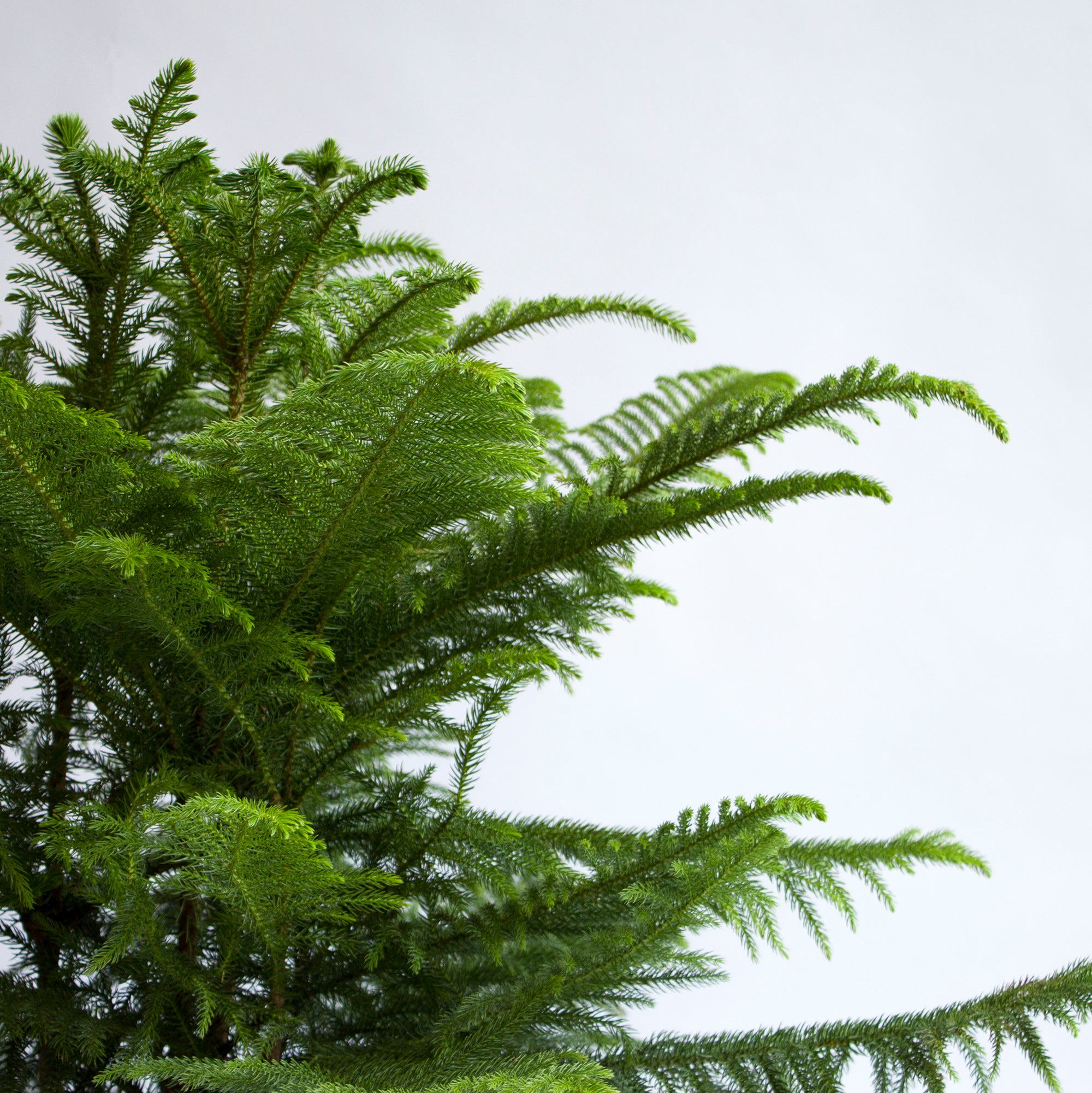 Norfolk Pine