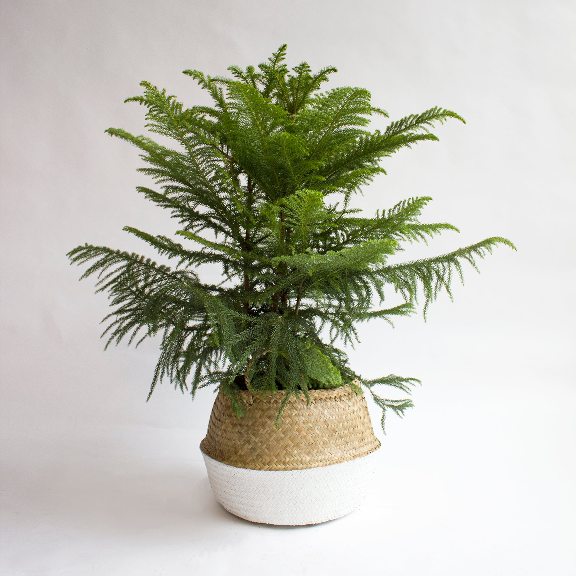 Norfolk Pine