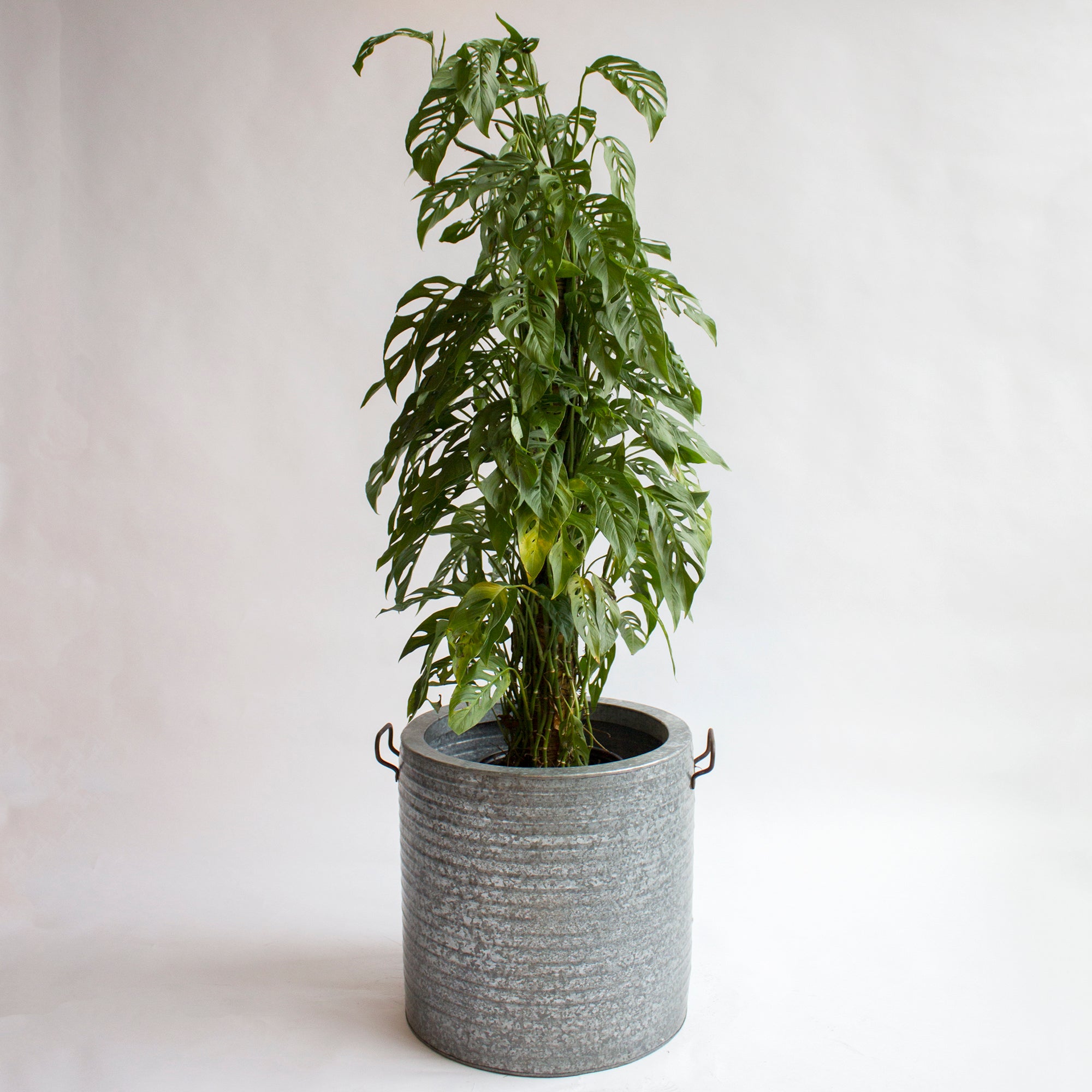 Monstera (adansonii) - Swiss Cheese